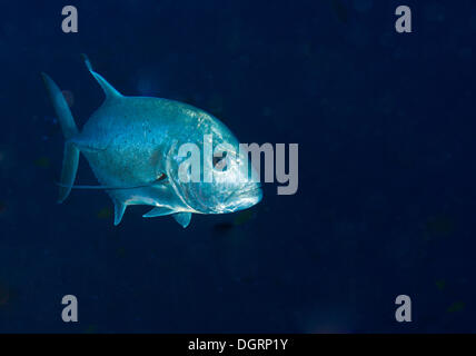 Giant Trevally oder riesige Kingfish (Caranx Ignobilis), Balnek,-, Calamian Inseln, Busuanga Island, Palawan, Mimaropa Stockfoto