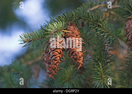 Douglastanne, Douglasfichte, Douglas-Fichte, Douglasie, Zapfen, Pseudotsuga Menziesii Stockfoto