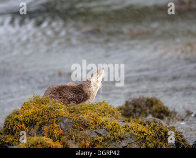 Eurasische Fischotter auf Loch Spelve Isle of Mull, Schottland Stockfoto