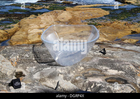 Sydney, Australien. 24. Oktober 2013. Skulptur am Meer verfügt über verschiedene Skulpturen entlang der Küstenweg zwischen Bondi und Tamarama Strände in Sydney. Es findet vom 24 Oktober bis 10. November 2013. Abgebildet ist die Skulptur Nr. 2 verdeckte Handwerk Künstlerin Kirsten Lewis. Copyright © 2013 Richard Milnes/Alamy Live-Nachrichten. Stockfoto