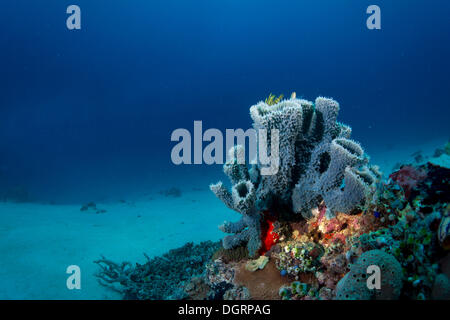 Korallenriff mit Schlauch Schwämme, Binalayan, Busuanga, Mimaropa, Philippinen Stockfoto