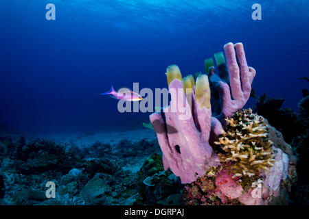 Rohr Schwamm (Niphates Olemda) mit Purple Queen Anthias (Pseudanthias Tuka), Busuanga, Mimaropa, Philippinen Stockfoto