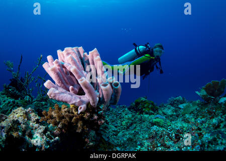 Blick auf ein Rohr Schwamm (Niphates Olemda), Busuanga, Palawan, Mimaropa, Philippinen Taucher Stockfoto