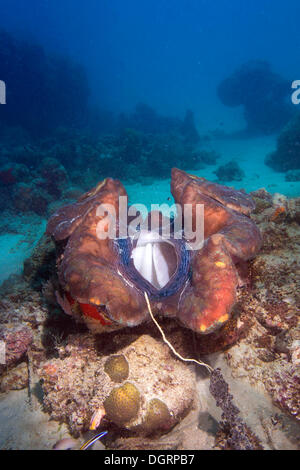 Maxima Clam oder Riesenmuschel (Tridacna Maxima), mit seiner Atmung Loch öffnen, Queensland, Queensland, Australien Stockfoto