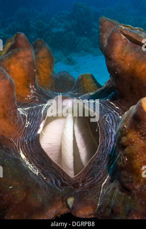 Maxima Clam oder Riesenmuschel (Tridacna Maxima), mit seiner Atmung Loch geöffnet und zeigt die Kiemen für die Filtration, Queensland Stockfoto