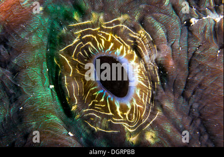 Maxima Clam oder Riesenmuschel (Tridacna Maxima), Detail der Atmung Loch, Queensland, Queensland, Australien Stockfoto