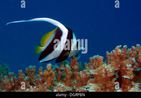 Wimpel-Coralfish auch Longfin Bannerfish (Heniochus Acuminatus), Great Barrier Reef, Queensland, Australien Stockfoto