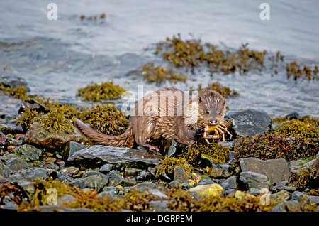 Eurasische Fischotter auf Loch Spelve Isle of Mull, Schottland Stockfoto