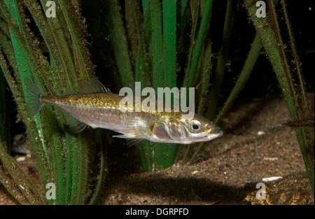 Praktisch Dreistachliger Stichling, Marine, Dreistacheliger Stichling, Gasterosteus Aculeatus, Meerwasserform, Marin Stockfoto