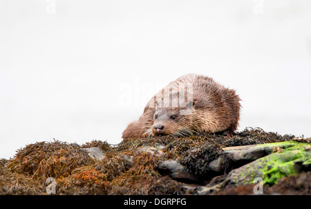 Eurasische Fischotter auf Loch Spelve Isle of Mull, Schottland Stockfoto