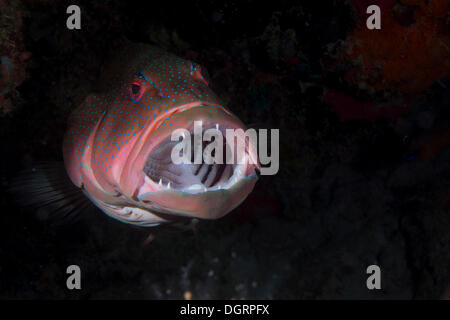 Blau-gesäumt Coral Forellen oder Highfin Coral Zackenbarsch (Plectropomus Oligacanthus), mit seinen Mund zu öffnen und eine Putzergarnelen Stockfoto