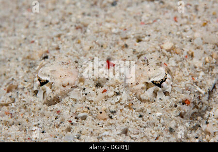 De Beaufort Flathead oder Crocodile Flathead (Cymbacephalus Beauforti) verstecken sich in den Sand, Detail der Augen, in der Nähe von Padre Burgos Stockfoto