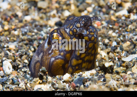 Napoleon-Schlangenaal (Ophichthus Bonaparti), Palawan, Mimaropa, Philippinen Stockfoto