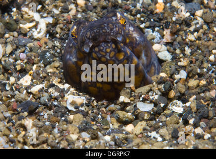 Napoleon-Schlangenaal (Ophichthus Bonaparti), Palawan, Mimaropa, Philippinen Stockfoto