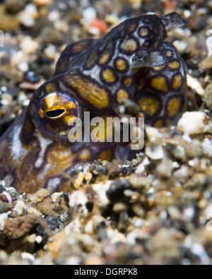 Napoleon-Schlangenaal (Ophichthus Bonaparti), Palawan, Mimaropa, Philippinen Stockfoto