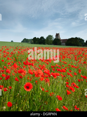 Mohnfelder hinter der Pfarrkirche St. Peter und St. Paul in Ospringe, nr Faversham, Kent. Stockfoto
