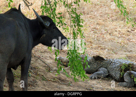 Asiatische Wasserbüffel (Bubalus beispielsweise) und Straßenräuber Krokodil (Crocodylus Palustris) Yala-Nationalpark, Sri Lanka Stockfoto