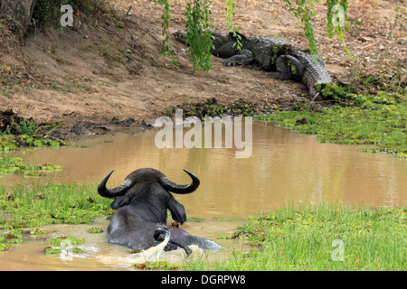 Asiatische Wasserbüffel (Bubalus beispielsweise) in einem Teich, Schmierblutungen ein Mugger-Krokodil (Crocodylus Palustris), Yala, Sri Lanka Stockfoto