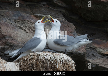 Dreizehenmöwe, Möwe, Möwe, Vogel Felsen, Dreizehenmöwe, Dreizehen-Möwe, Dreizehenmöve, Möwe, Vogelfelsen, Rissa Tridactyla Stockfoto