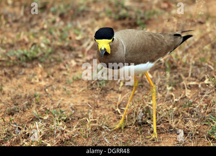 Gelb-Flecht-Kiebitz (Vanellus Malabaricus), Yala-Nationalpark, Sri Lanka Stockfoto