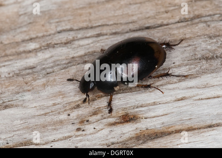 Käfer-Pferd Kot, Scavenger Wasserkäfer, Sphaeridium, Großer Dungkugelkäfer, Gefleckter Dungkugelkäfer vgl. scarabaeoides Stockfoto