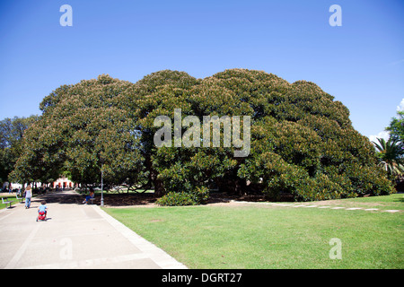 Großen alten Ficus-Baum in öffentlichen Gärten von Cagliari auf Sardinien Stockfoto