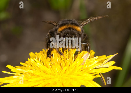Buff-tailed Hummel, große Erde Hummel, Dunkle Erdhummel, Porträt, Portrait, Bombus terrestris Stockfoto