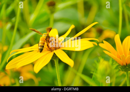 Jerusalem Artischocken Sonnenblume und Biene Stockfoto