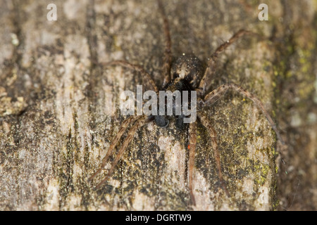 Spotted Wolfsspinne, Wolf Spinnen, Spinnen, Dunkle Wolfspinne, Wolfsspinne, Boden Pardosa Amentata, Wolfsspinnen, Lycosidae Stockfoto