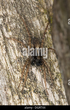 Spotted Wolfsspinne, Wolf Spinnen, Spinnen, Dunkle Wolfspinne, Wolfsspinne, Boden Pardosa Amentata, Wolfsspinnen, Lycosidae Stockfoto