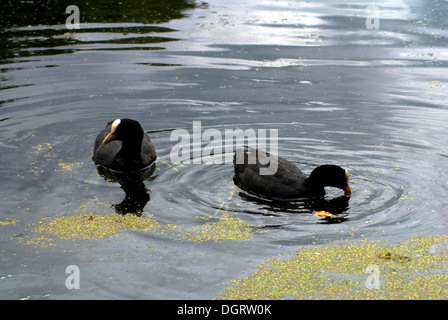 Wildenten Schwimmen im Wasser Stockfoto