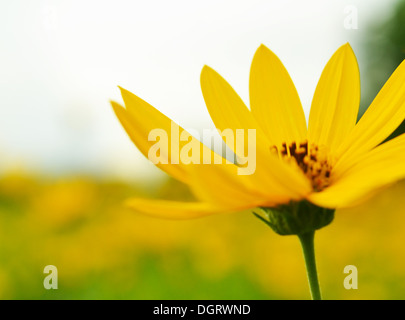 Topinambur im Garten Sonnenblumen Stockfoto