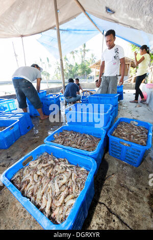 Balinesen in einer Garnelenfarm Sortierung frisch gefangenen Garnelen in Körbe für den weiteren Transport Batang, Labasari, Bali Stockfoto