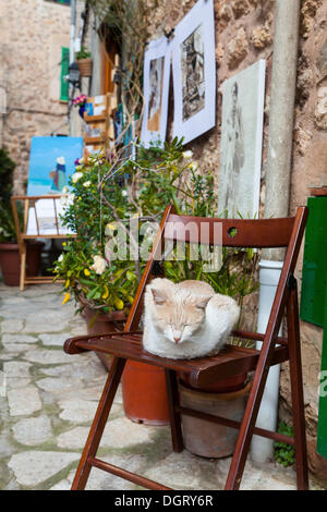 Hauskatze, liegend auf einem Stuhl im historischen Zentrum von Valldemossa oder Valldemossa, Valldemossa, Serra de Tramuntana, Mallorca Stockfoto