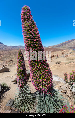 Rote Blüte, Tower of Jewels oder rot Bugloss (Echium Wildpretii), UNESCO-Weltnaturerbe, Teide-Nationalpark Stockfoto