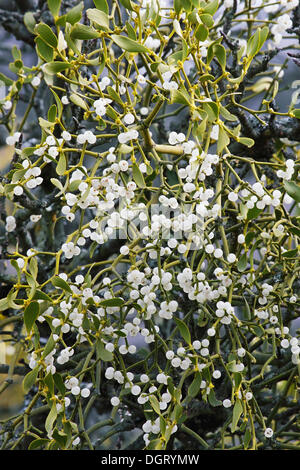 Mistel (Viscum Album) Beeren und Blüten auf einem Apfelbaum Stockfoto