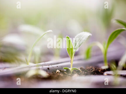 Young-Sonnenhut (Echinacea Angustifolia) Sämlinge Stockfoto