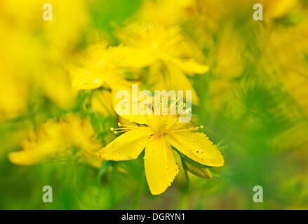 Johanniskraut Johanniskraut (Hypericum) Blumen Stockfoto