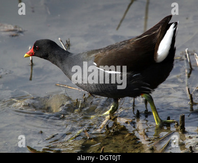 Nahaufnahme von einem Reifen Teichhühner (Gallinula Chloropus) zu Fuß und in der Nähe von Wasser auf Nahrungssuche Stockfoto