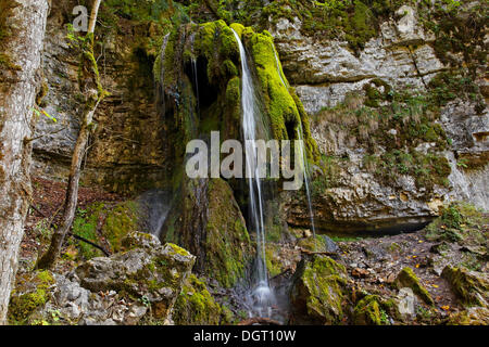 Kleiner Wasserfall auf Calc-Sinter-Einlagen, Wutachschlucht-Schlucht, in der Nähe der ehemaligen Bad Boll, Bonndorf, Baden-Württemberg Stockfoto