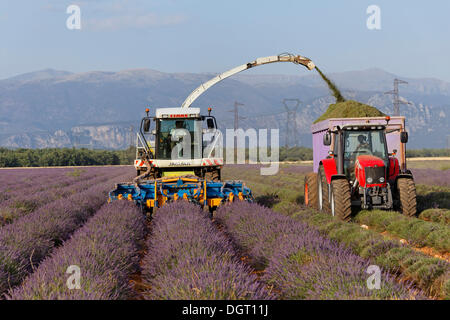 Durch moderne Methoden auf die Valensole Lavendel Ernte plateau, Riez, Provence Region Département Alpes-de-Haute-Provence, Frankreich Stockfoto