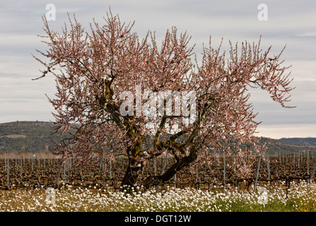 Mandel, Prunus Amygdalus, zur Blütezeit im zeitigen Frühjahr. Spanien. Stockfoto