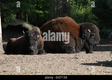 Große männliche amerikanische Bison oder Büffel (Bison Bison) und ein Jungtier Stockfoto