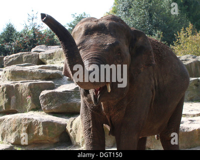 Asiatischer Elefant (Elephas Maximus), Trompeten, hob Stamm nach oben Stockfoto