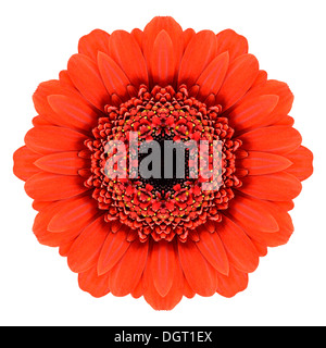 Roten Mandala Gerbera Blume Kaleidoskop, Isolated on White Background Stockfoto