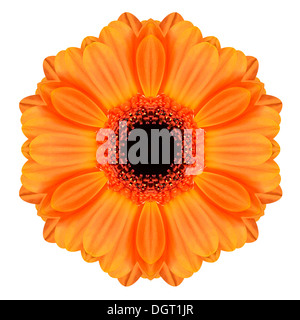 Orange Mandala Gerbera Blume Kaleidoskop, Isolated on White Background Stockfoto