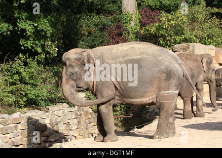 Asiatischer Elefant (Elephas Maximus) Stockfoto