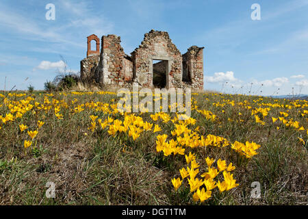 Herbst-Narzisse, Lily-of-the-Field oder gelbe Herbstzeitlose (Sternbergia Lutea) vor der Ruine einer Kapelle eines großen Stockfoto