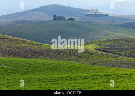 Hügelige Landschaft im Herbst, Pienza, Val d ' Orcia, Orcia-Tals, UNESCO Welt Kultur Erbe Website, Toskana Stockfoto