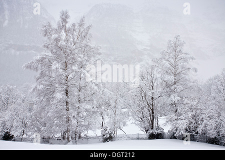 Silber-Birken nach Frühling Schnee-Sturm, Pyrenäen Stockfoto